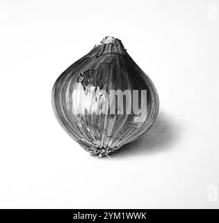 A highly detailed pencil sketch of an onion, capturing the natural textures, delicate layers, and realistic shading. Stock Photo