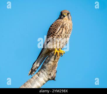 Female Kestrel (falco tinnunculus) perched on a dead tree, Mandria, Cyprus. Stock Photo
