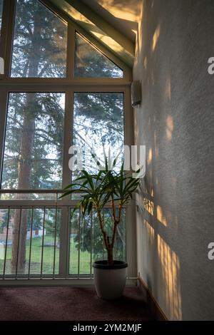Plant by large window with light Stock Photo