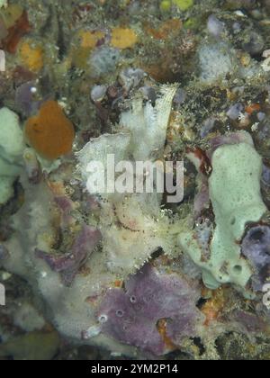 A well camouflaged rocking fish (Taenianotus triacanthus) is hidden ...
