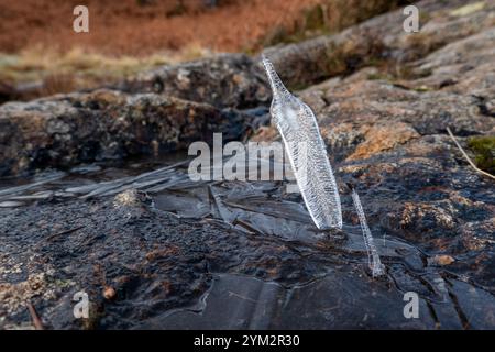 Rare and unusual ice spike forms as a puddle freezes over and squeezes the water through the last holes on a freezing cold wintry day on High Spy moun Stock Photo