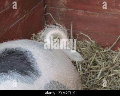 The Hairy Curled Tail of an Adult Gloucester Old Spot Pig. Stock Photo