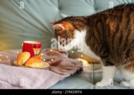 the cat lies on the sofa and looks at the prepared breakfast Stock Photo