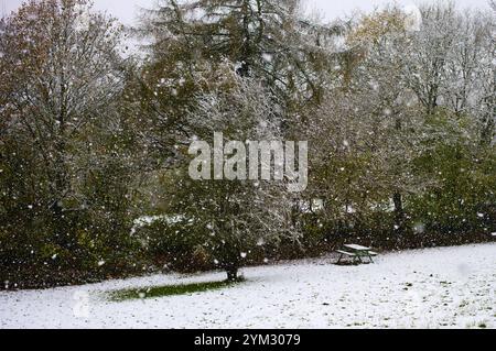 Snow falling in November 2024. Wentwood Forest, Newport South Wales. Stock Photo