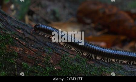 Millipede crawling on bark covered with moss in dark forest Stock Photo