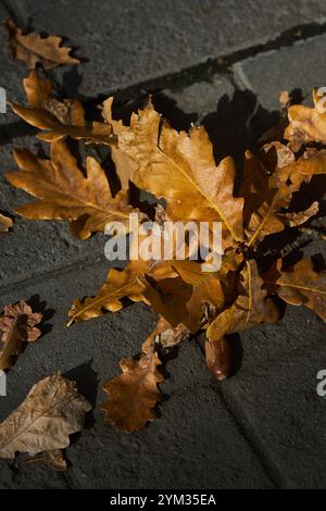 Vibrant golden oak leaves lies scattered across gray paved walkway. Sunlight highlighting intricate details of leaves textures. autumn essence, leave fall from tree, beauty of changing weather season Stock Photo