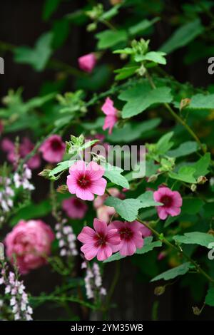 anisodontea capensis el rayo,African mallow El Rayo,Anisodontea El Rayo,pink flowers,flowering,RM Floral Stock Photo