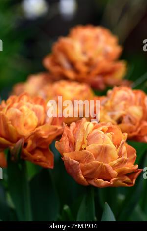 Tulip Valdivia,Peony-flowered tulips,double tulips,burnt orange apricot coloured tulips,burnt orange apricot colored tulips,spring in the garden,RM Fl Stock Photo