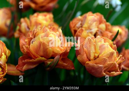 Tulip Valdivia,Peony-flowered tulips,double tulips,burnt orange apricot coloured tulips,burnt orange apricot colored tulips,spring in the garden,RM Fl Stock Photo