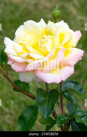 Garden Party-Rose