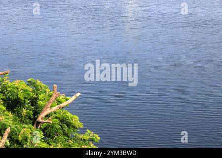 Water surface background with sun reflections. Aerial view of Waves on Water surface with Defocus blurred green Tree at the corner. Stock Photo