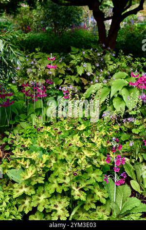 primula millers crimson,Geranium phaeum Lisa,wood,woodland,shade,shaded ...