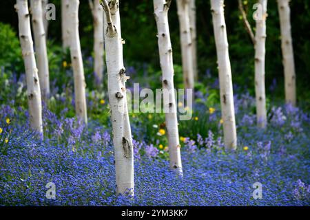 Myosotis sylvatica growing in a grove of silver birch trees,forget me nots birch tree,blue flowers,spring flower combination,tree grove,Betula pendula Stock Photo
