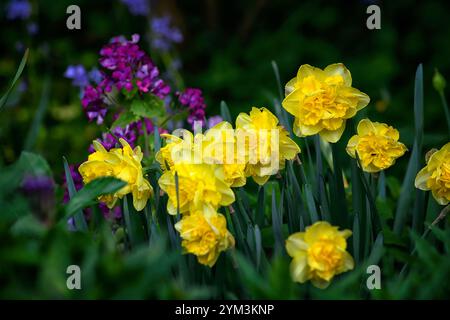 Narcissus Golden Ducat,yellow double daffodil,purple honesty,lunaria annua,purple and yellow flowers,flowering,spring,honesty and daffodils,RM Floral Stock Photo