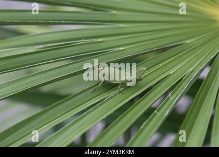 Egyptian Grasshopper nymph - Anacridium aegyptium on a palm leaf in Sirmione, Italy Stock Photo