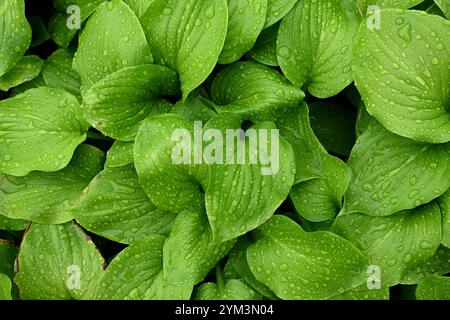 Deep green plant leaves, leaves after rain, with water droplets, August lily, or Hosta plantaginea Stock Photo