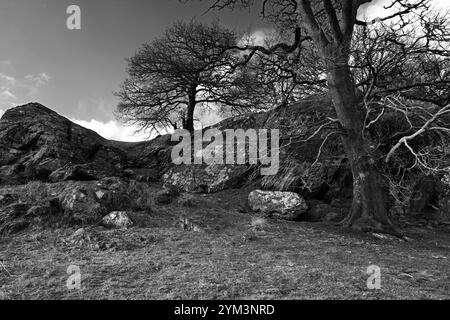 These craggy woodlands are in the Llugwy Valley in the Snowdonia National Park in North Wales. The trees are mainly ancient oak trees. Stock Photo
