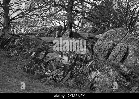 These craggy woodlands are in the Llugwy Valley in the Snowdonia National Park in North Wales. The trees are mainly ancient oak trees. Stock Photo