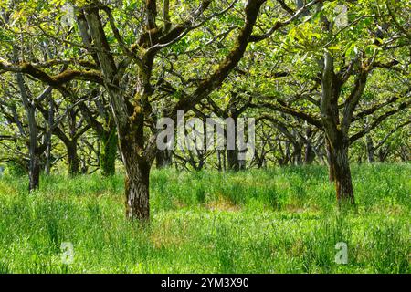 Walnut trees in summer near Rocamadour Lot Occitanie in Southern France. The walnut industry has traditionally been very important in this region. Stock Photo