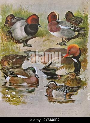 Common Pochard(Aythya ferina), Wigeon(Anas penelope), American Wigeon or Baldplate(Mareca americana), Red Crested Pochard(Netta rufina), Garganey(Spatula querquedula), vintage watercolour illustration from 1915. Original by Scottish artist Archibald Thorburn. Stock Photo