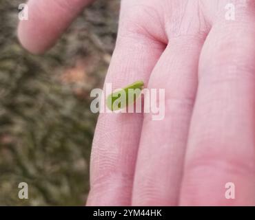 Green Cone-headed Planthopper (Acanalonia conica) Stock Photo