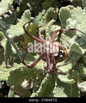 Western Spotted Orbweaver (Neoscona oaxacensis) Stock Photo