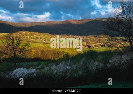 Peaceful country scene featuring springtime greenery and white blossoms in the fields Stock Photo