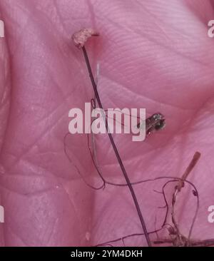 horsehair-fungus-gymnopus-androsaceus-stock-photo-alamy