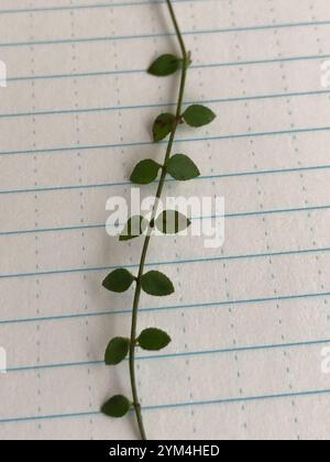 creeping raspwort (Gonocarpus micranthus Stock Photo - Alamy