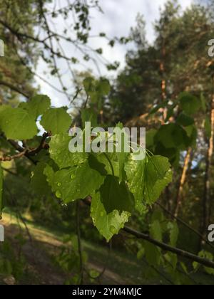 Sunlight streams through vibrant green leaves in a peaceful forest setting, creating a serene and refreshing atmosphere. The natural beauty of the sce Stock Photo