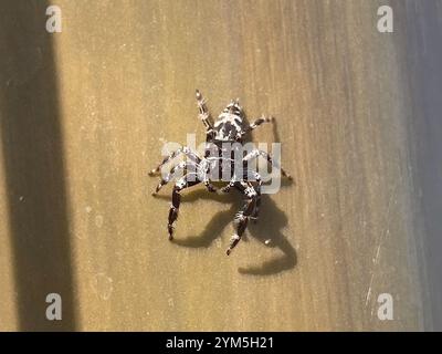 Superb Jumping Spider (Sandalodes superbus) Stock Photo