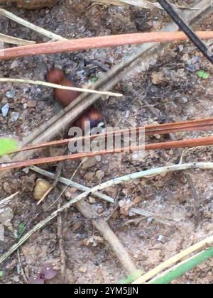 Four-spotted Velvet Ant (Dasymutilla quadriguttata) Stock Photo