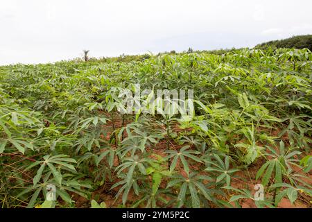 Mandioqueira, known as Mandioca, manioc, cassava, castelinha, uaipi, sweet cassava, are common names of Manihot esculenta. species of tuberous plant o Stock Photo