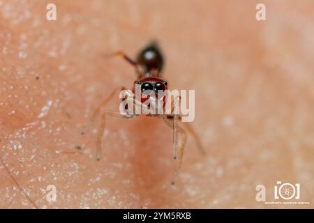 Slender Ant-mimic Jumping Spider (Synemosyna formica) Stock Photo