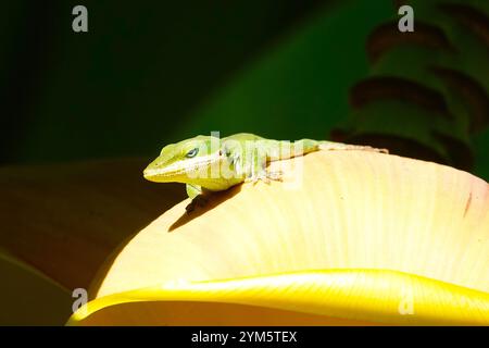 Beautiful green anole sitting on a banana tree Stock Photo