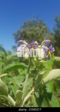 bugweed (Solanum mauritianum Stock Photo - Alamy