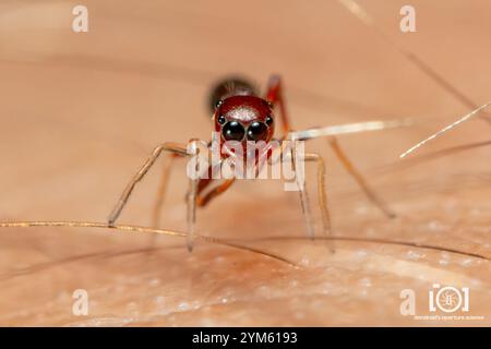 Slender Ant-mimic Jumping Spider (Synemosyna formica) Stock Photo