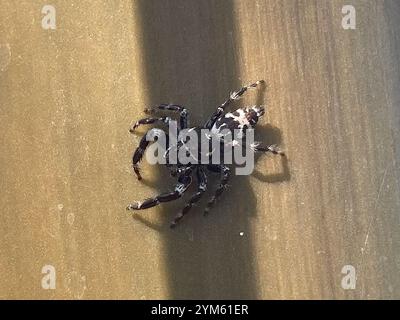 Superb Jumping Spider (Sandalodes superbus) Stock Photo