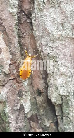 Orange Assassin Bug (Pselliopus barberi) Stock Photo