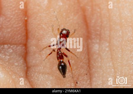 Slender Ant-mimic Jumping Spider (Synemosyna formica) Stock Photo