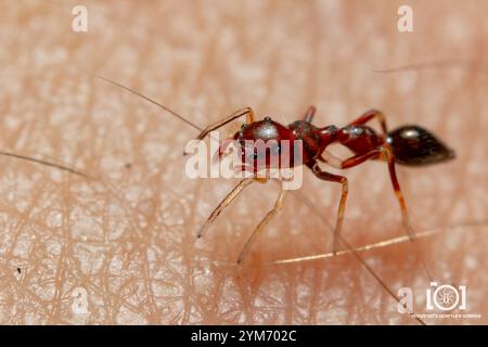 Slender Ant-mimic Jumping Spider (Synemosyna formica) Stock Photo