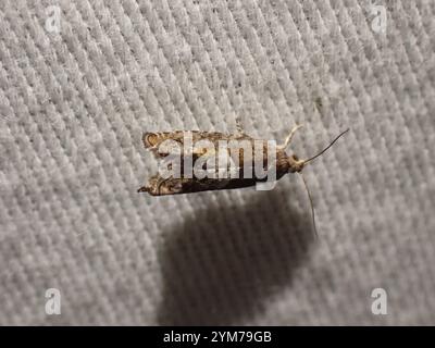 Walker's Epinotia Moth (Epinotia transmissana Stock Photo - Alamy
