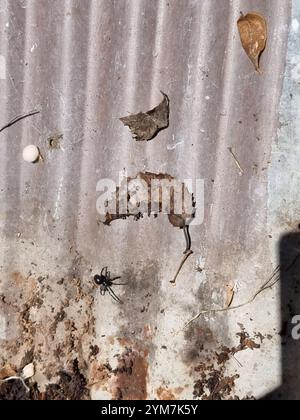 Black Cobweb Spider (Steatoda capensis) Stock Photo