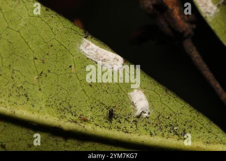 Cottony Yew Scale (Pulvinaria floccifera Stock Photo - Alamy