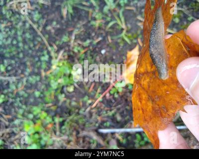 Yellow Cellar Slug (Limacus flavus) Stock Photo