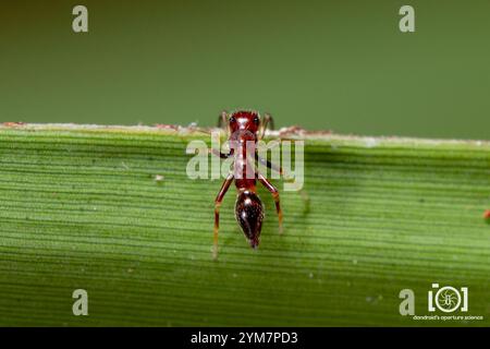 Slender Ant-mimic Jumping Spider (Synemosyna formica) Stock Photo