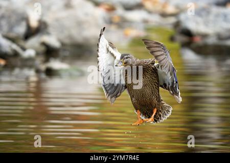 Mallard Duck, Landing Stock Photo