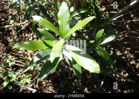 Kamassi Knysna Boxwood (Gonioma kamassi Stock Photo - Alamy