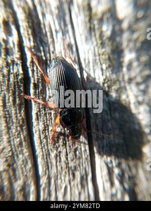 Strawberry seed beetle Harpalus rufipes beetle on strawberry fruit Stock  Photo - Alamy