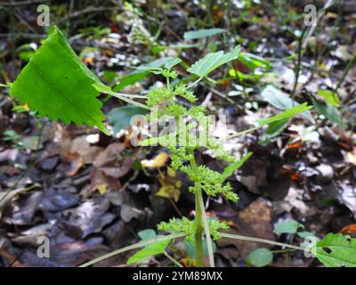 Canada clearweed (Pilea pumila) Stock Photo